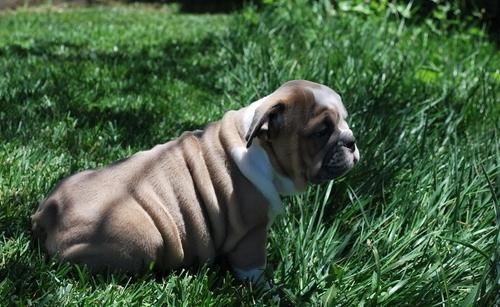 English Bulldog Puppies
