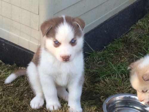 (***) ***-***1 Sweet Home Siberian Husky Pups