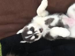 Ready Now Kc Husky Pups For Sale