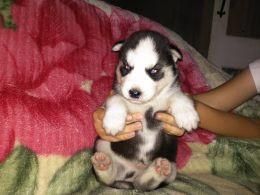 Beautiful Siberian Husky Babies