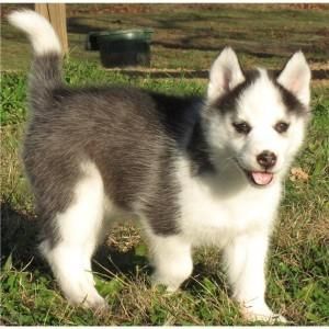 Of Akc Registered Siberian Husky Puppies
