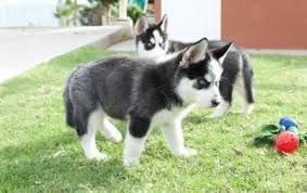 female Siberian Huskey puppies ready for new homes
