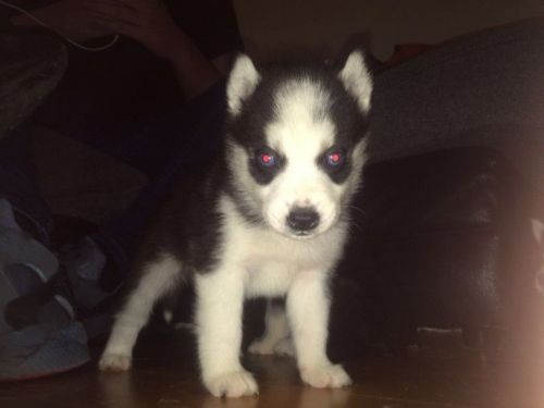 cute siberian husky available