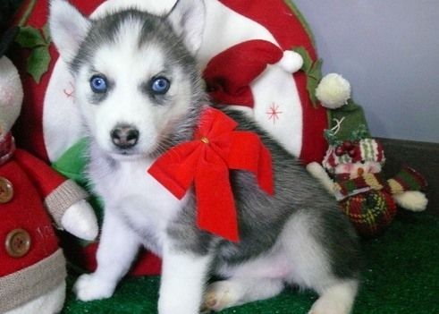 top level siberian husky puppies