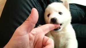 Adorable Siberian Husky puppies