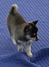 Siberian Husky Puppies for sale in Las Vegas, NV, USA. price: $200