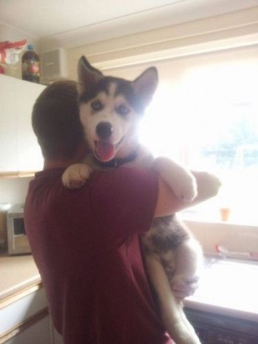 Siberian Husky Puppies for sale in California St, San Francisco, CA, USA. price: $200