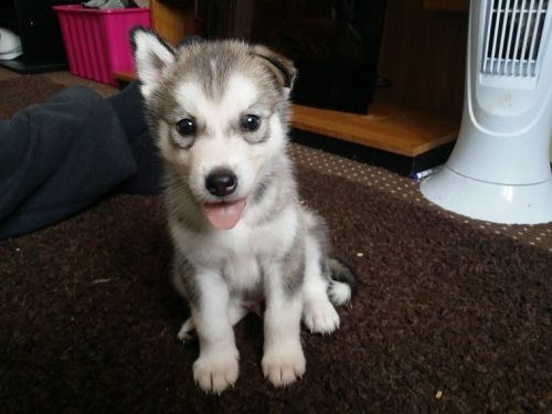 Siberian Husky pupps well train text only *** *** ***0