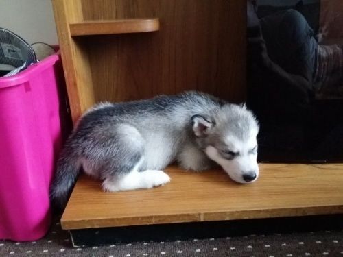 2 Siberian Husky text ***