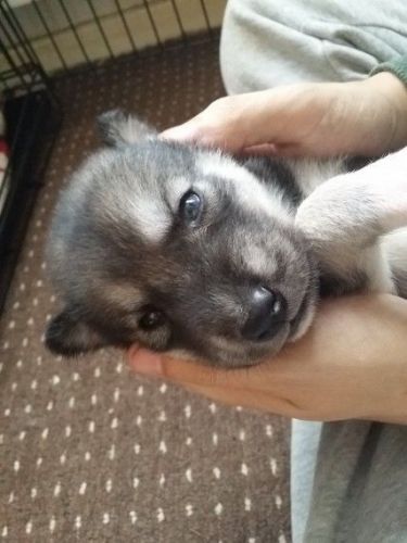 home train siberian husky puppies text *** *** ***0