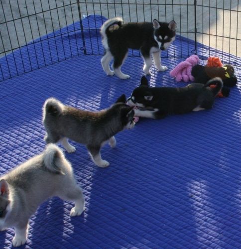 Siberian Husky Puppies for sale in New Hampshire Ave NW, Washington, DC, USA. price: $400