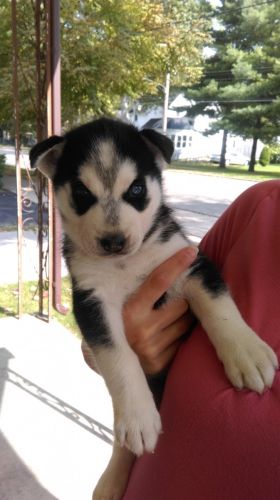 Husky puppies for sale.