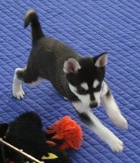 Siberian Husky puppies for adoption now.(***) ***-***9