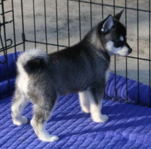 Siberian Husky puppies for adoption now.(***) ***-***9