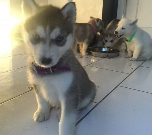 Adorable outstanding husky puppies