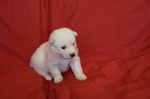 5 Siberian Husky Pups