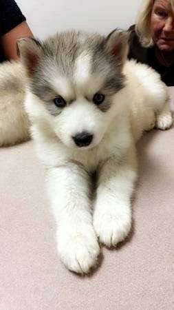 Purebred Siberian Husky Puppies