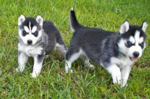 Siberian Husky Puppies for sale in Atlanta, GA, USA. price: $250