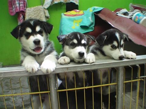 2 ADORABLE SIBERIAN HUSKY PUPPIES