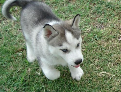 stunning litter of Siberian husky puppies