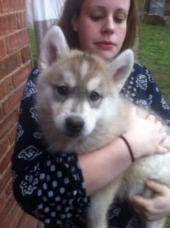 Sweet Siberian Husky Puppies need a good home