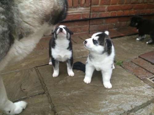 cute Siberian husky puppies available