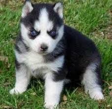 X-mas gift male and female Siberian husky Puppy for adoption
