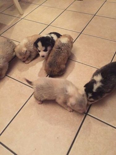 7 Siberian Huskys For Sale