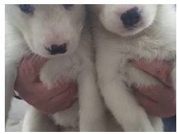 Siberian Husky Puppies for sale in Dallas, TX, USA. price: $400