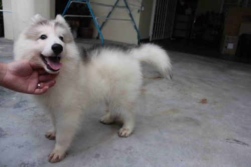 Siberian Husky Puppies for sale in Atlanta, GA, USA. price: $350