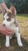 Siberian Husky Puppies for sale in California St, San Francisco, CA, USA. price: $200