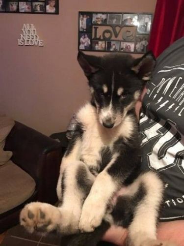 Last 4 Husky Puppys Lefted For Sale