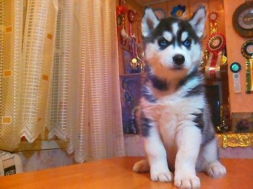 Kc Reg Siberian Husky Pups
