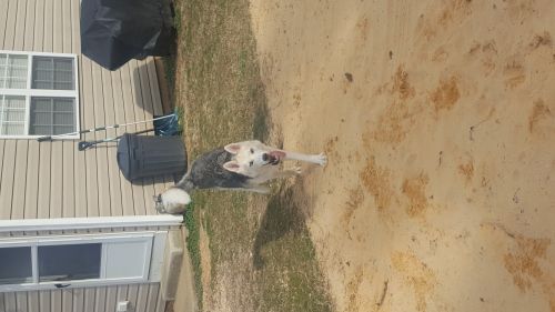 Ckc female Siberian Husky