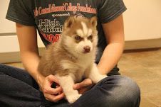Siberian Husky Puppies for sale in California St, San Francisco, CA, USA. price: $250