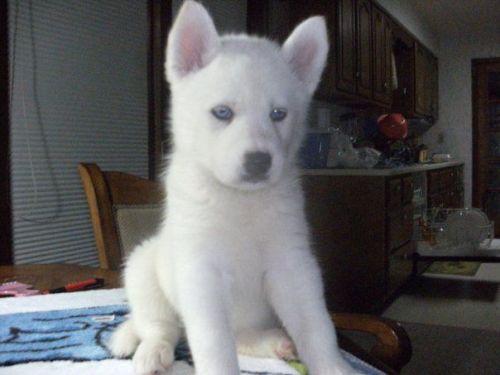Siberian Husky Puppies for sale in California St, San Francisco, CA, USA. price: $300