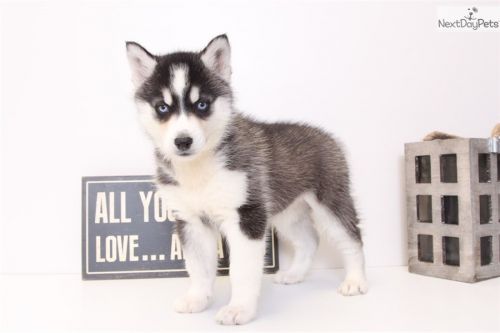 Siberian Husky Puppies for sale in New York, NY, USA. price: $400