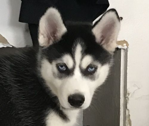 Siberian husky