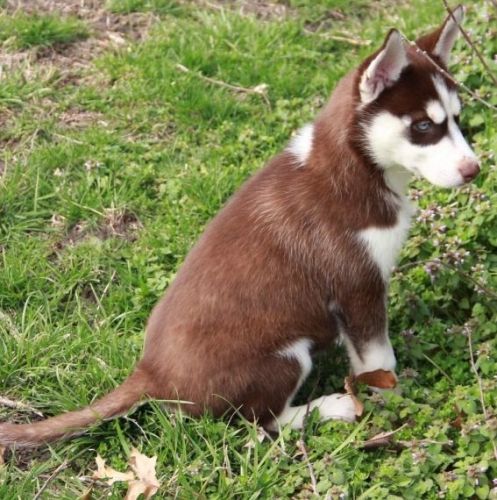 Kc Registered Siberian Husky Puppies