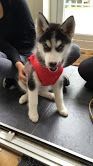 Siberian Husky Puppies for sale in California St, San Francisco, CA, USA. price: $250
