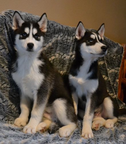 Registered Husky Pups