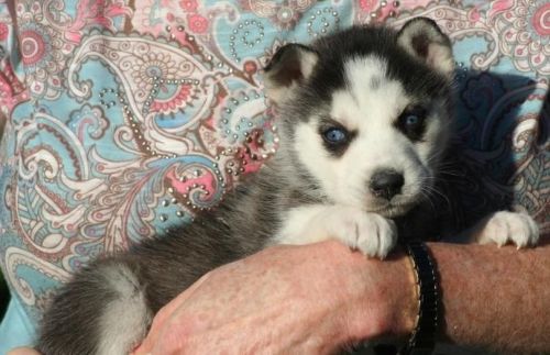 Siberian Husky Puppies for sale in San Diego, CA, USA. price: $350