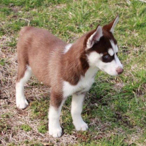 Kc Registered Siberian Husky Pups