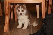 Siberian Husky Puppies for sale in California St, San Francisco, CA, USA. price: $300