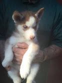 Siberian Husky Puppies for sale in California St, San Francisco, CA, USA. price: $300