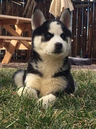 Siberian Husky Puppies***