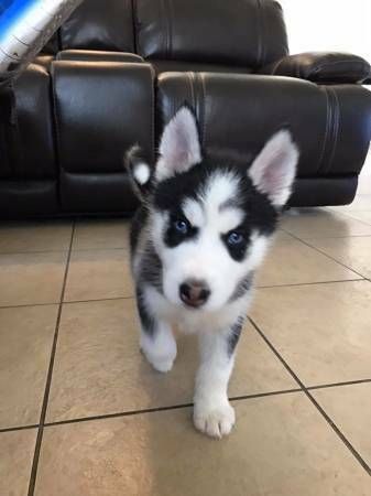 Siberian Husky Puppies for sale in 200 N Spring St, Los Angeles, CA 90012, USA. price: $200