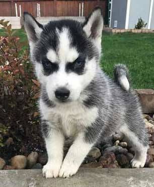 Siberian Husky Puppies For Adoption