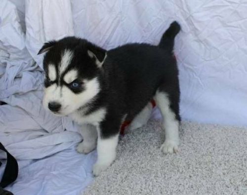 BLUE EYES SIBERIAN HUSKY PUPPIES ADOPTION