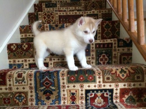 Husky Puppies For Sale